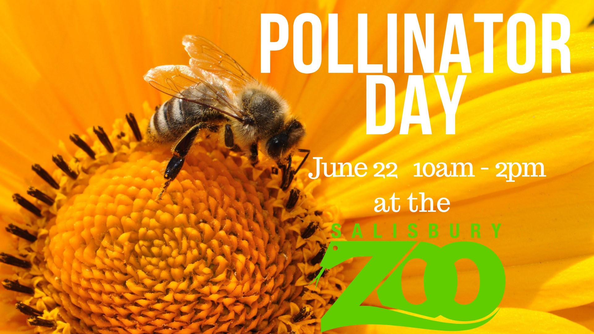 Pollinator Day at the Salisbury Zoo Downtown Salisbury, MD